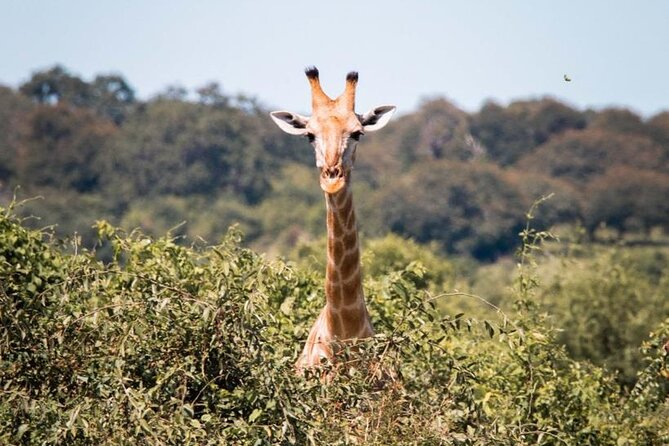 Rhino Game Drive - Is $80 per person a fair price?