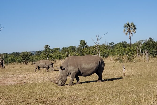 Rhino Game Drive - Who will enjoy this Livingstone outing?