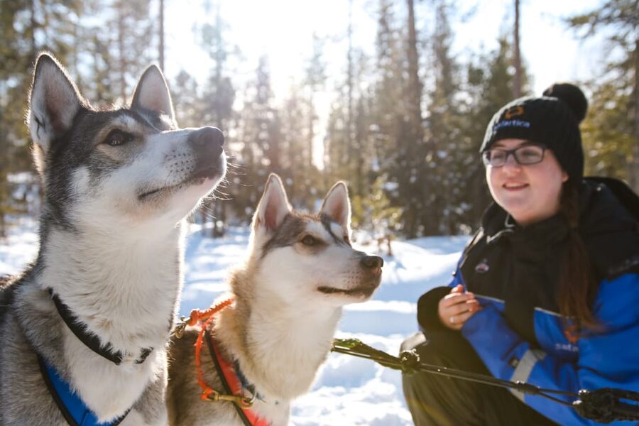 Rovaniemi: Daytime Husky Safari - What this husky safari is really like