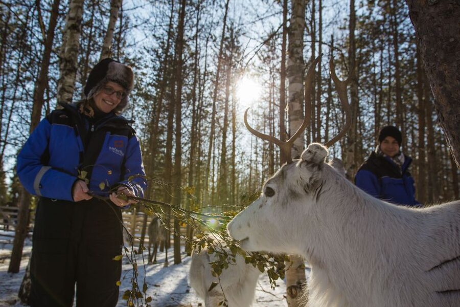 Rovaniemi: Evening Reindeer Safari - Why this two-hour evening suits Lapland