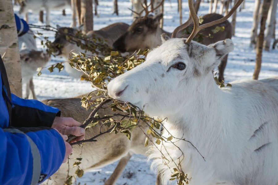 Rovaniemi: Evening Reindeer Safari - Meeting the herder and the reindeer