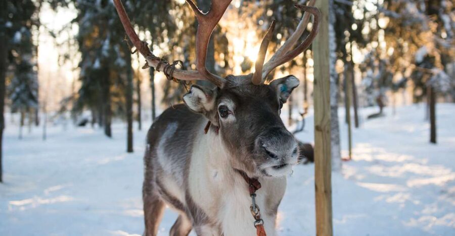 Rovaniemi: Evening Reindeer Safari - A Finnish kota and hot drinks after the ride