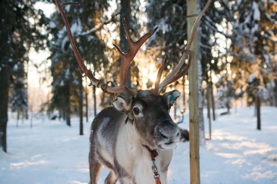 Rovaniemi: Evening Reindeer Safari - Practical details before you book