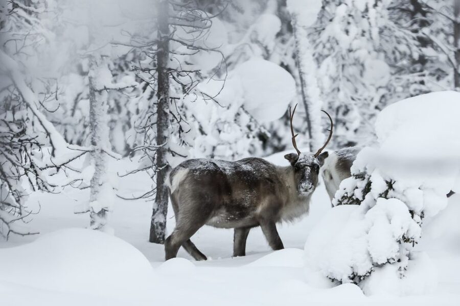 Rovaniemi: Evening Reindeer Safari - The 3-kilometer sleigh ride through the night