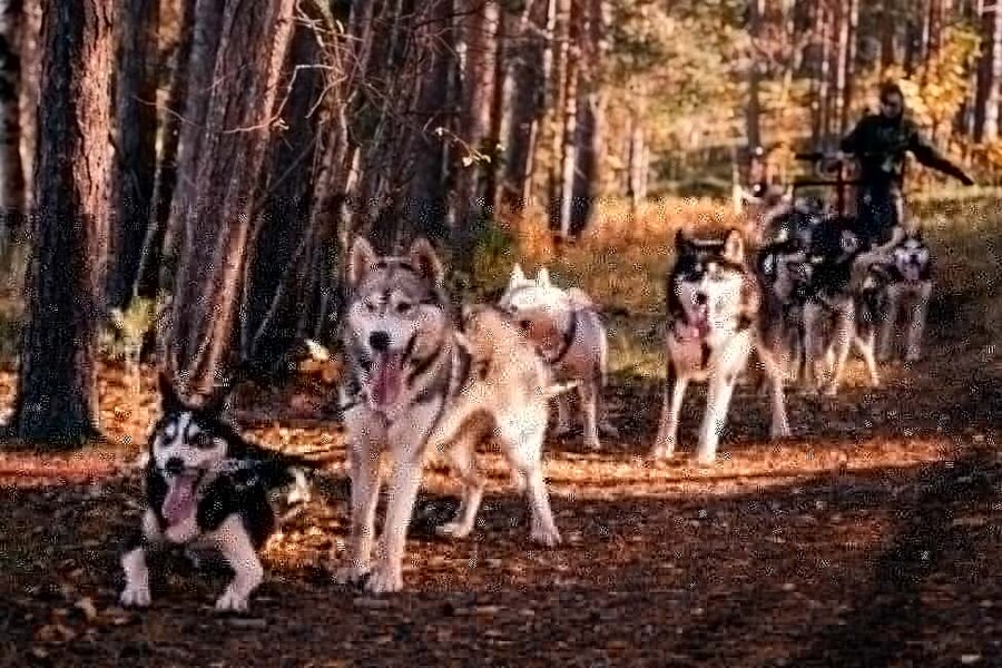 Rovaniemi: Husky Safari & Campfire BBQ – 6‑10 km Self‑Drive - Key points at a glance