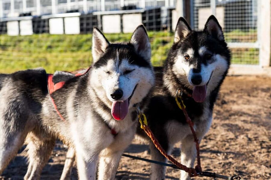 Rovaniemi: Husky Safari & Campfire BBQ – 6‑10 km Self‑Drive - Why this husky tour is different in summer and autumn
