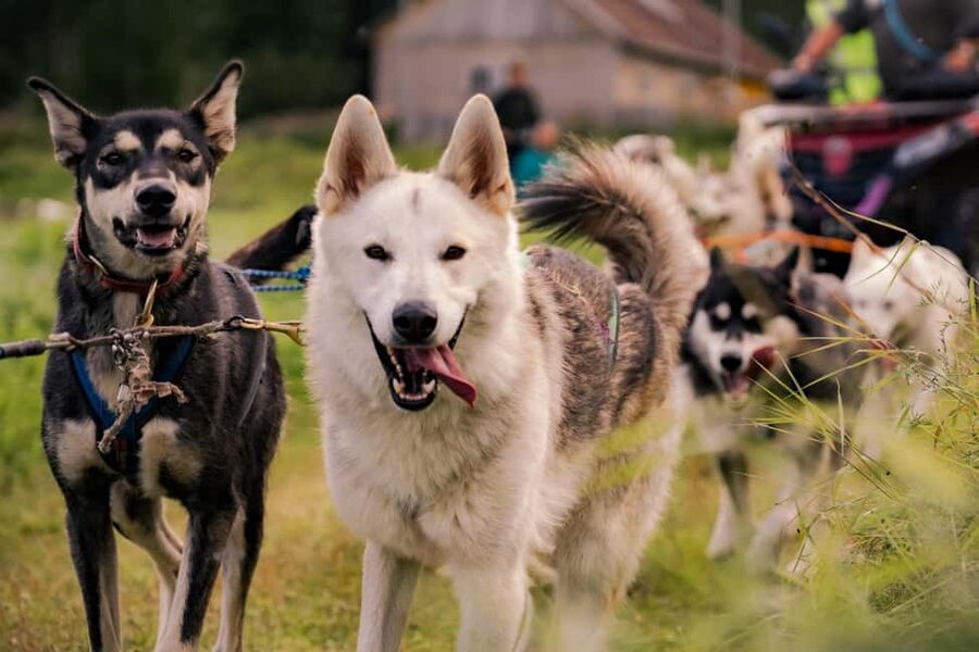 Rovaniemi: Husky Safari & Campfire BBQ – 6‑10 km Self‑Drive - Learning to mush your own team