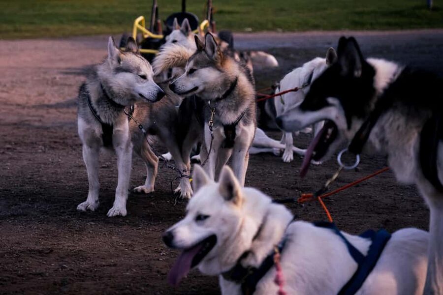 Rovaniemi: Husky Safari & Campfire BBQ – 6‑10 km Self‑Drive - Who should book this experience?
