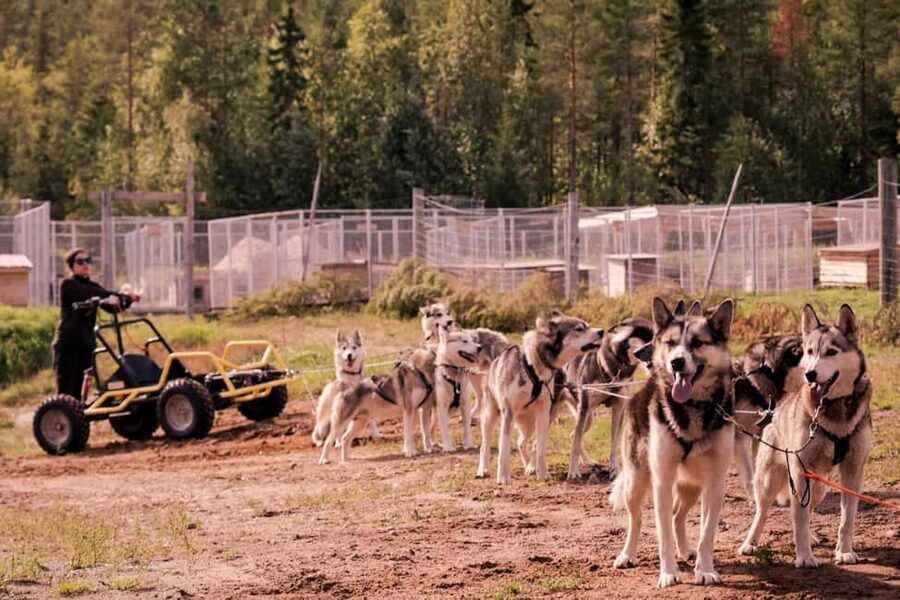 Rovaniemi: Husky Safari & Campfire BBQ – 6‑10 km Self‑Drive - Booking details worth checking first