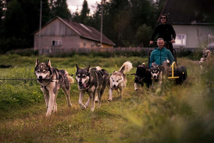 Rovaniemi: Husky Safari & Campfire BBQ – 6‑10 km Self‑Drive - Meeting the huskies before the run