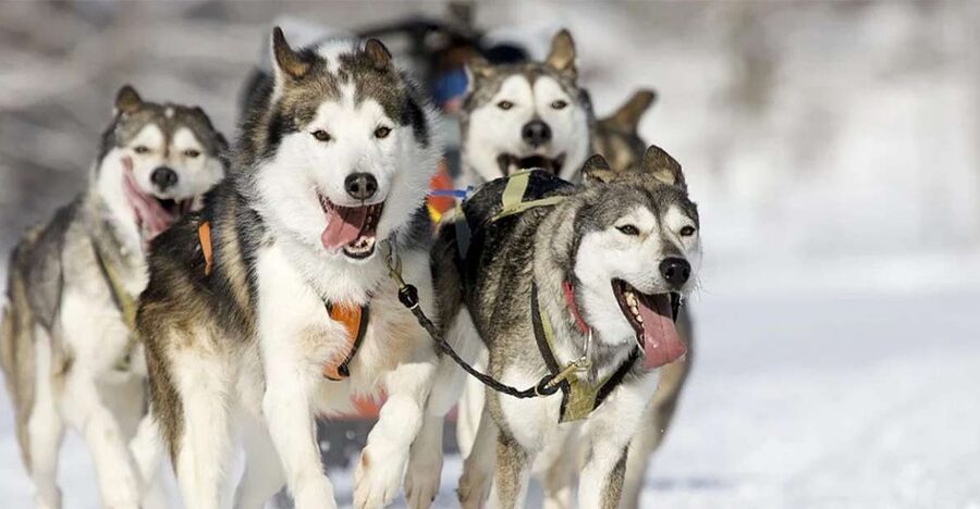 Rovaniemi: Husky Safari on a Snowy Trail - A real sled ride, not just a husky photo stop