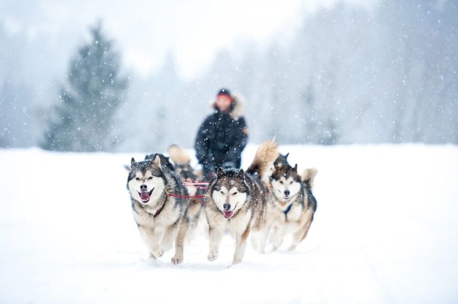 Rovaniemi: Husky Safari on a Snowy Trail - Cold-weather clothing and what you still need
