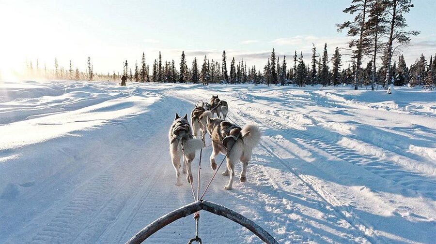 Rovaniemi: Husky Safari on a Snowy Trail - Who will enjoy this most?