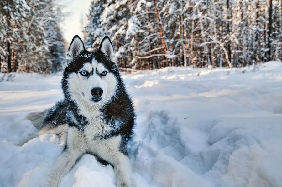 Rovaniemi: Husky Safari on a Snowy Trail - Taking the sled through the snowy forest