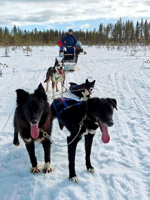 Rovaniemi: Husky Safari with Transfers & BBQ - Key points to know before booking