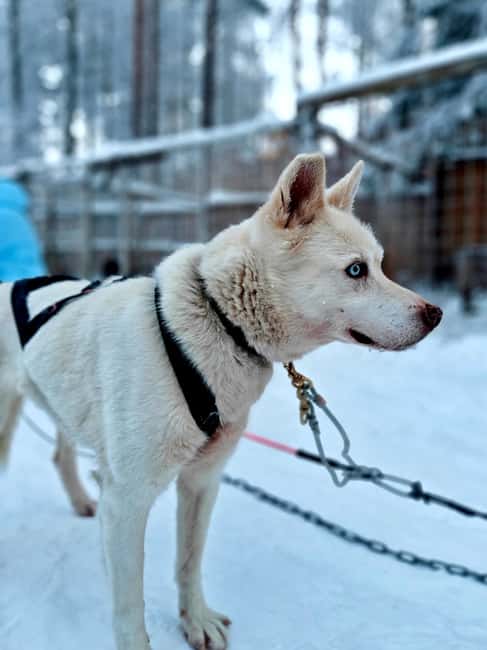 Rovaniemi: Husky Safari with Transfers & BBQ - Time with the huskies after the ride