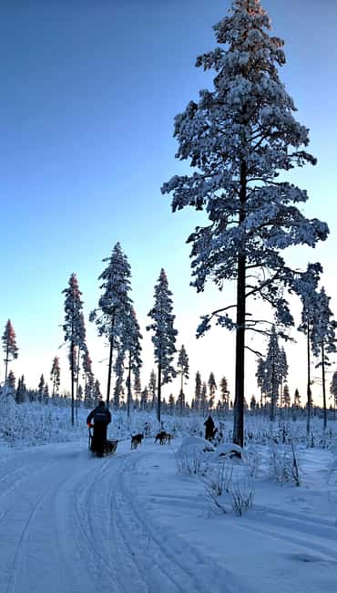 Rovaniemi: Husky Safari with Transfers & BBQ - Warming up in the kota