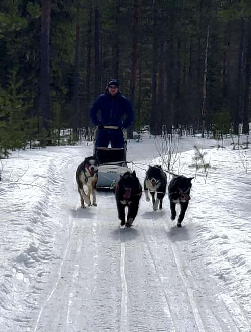 Rovaniemi: Husky Safari with Transfers & BBQ - Getting from Rovaniemi to the husky farm