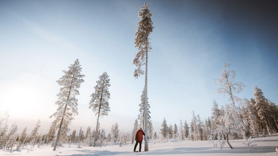 Rovaniemi: Lapland Ski Trekking Safari - The Finnish campfire break