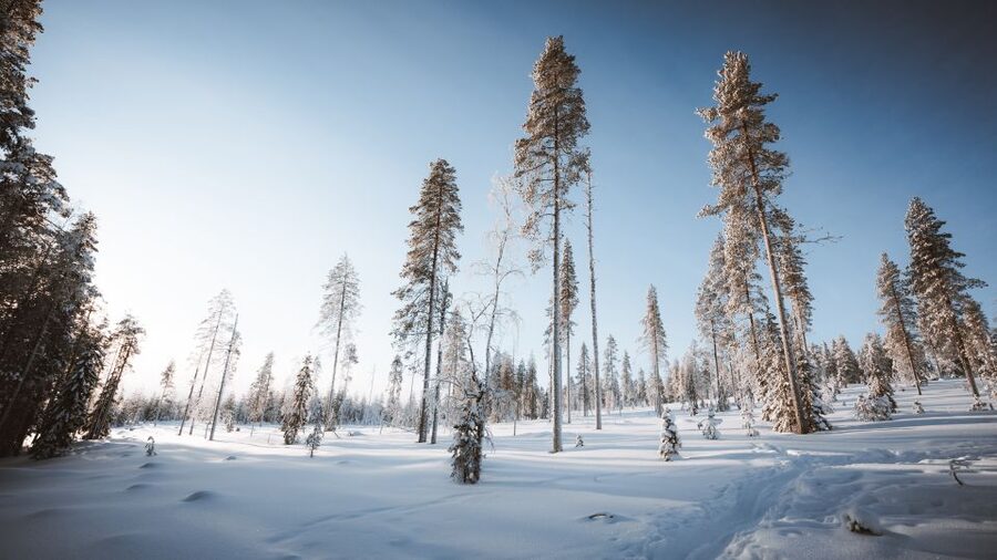 Rovaniemi: Lapland Ski Trekking Safari - How difficult is ski trekking for beginners?