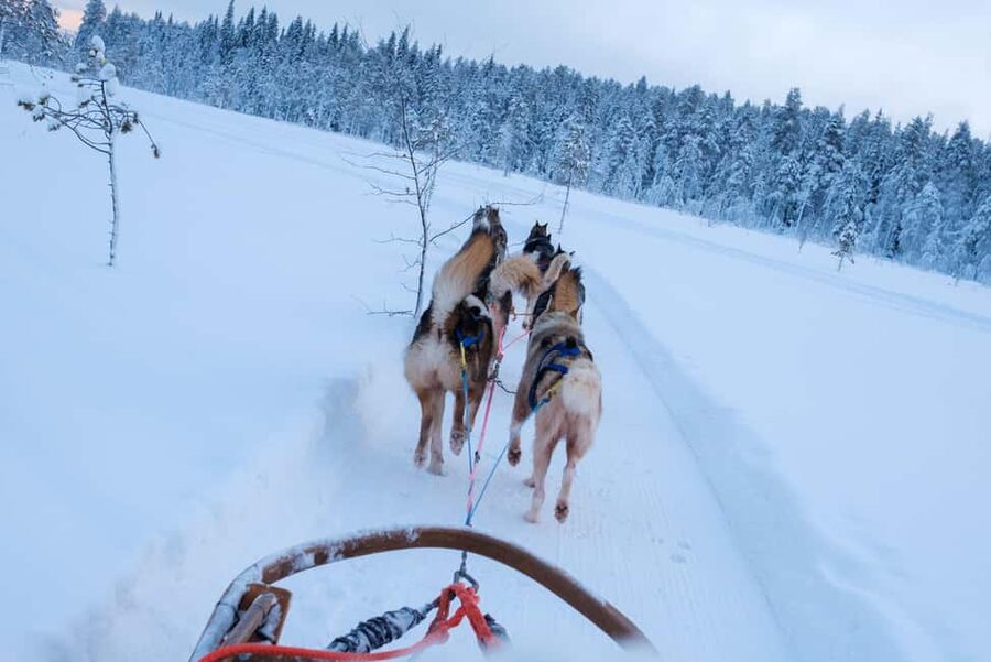 Rovaniemi: Lapland Wilderness Husky Safari 7,5 km - Meeting the dogs before the sled ride