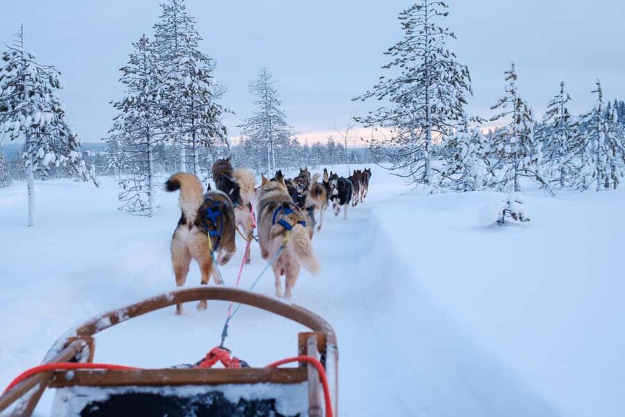 Rovaniemi: Lapland Wilderness Husky Safari 7,5 km - Learning to drive your own husky team