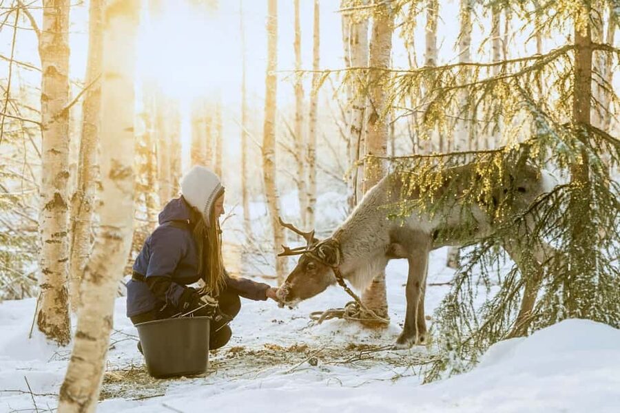 Rovaniemi: Reindeer Safari at 200-Year-Old Farm & Sled Ride - Meeting the reindeer and the herders
