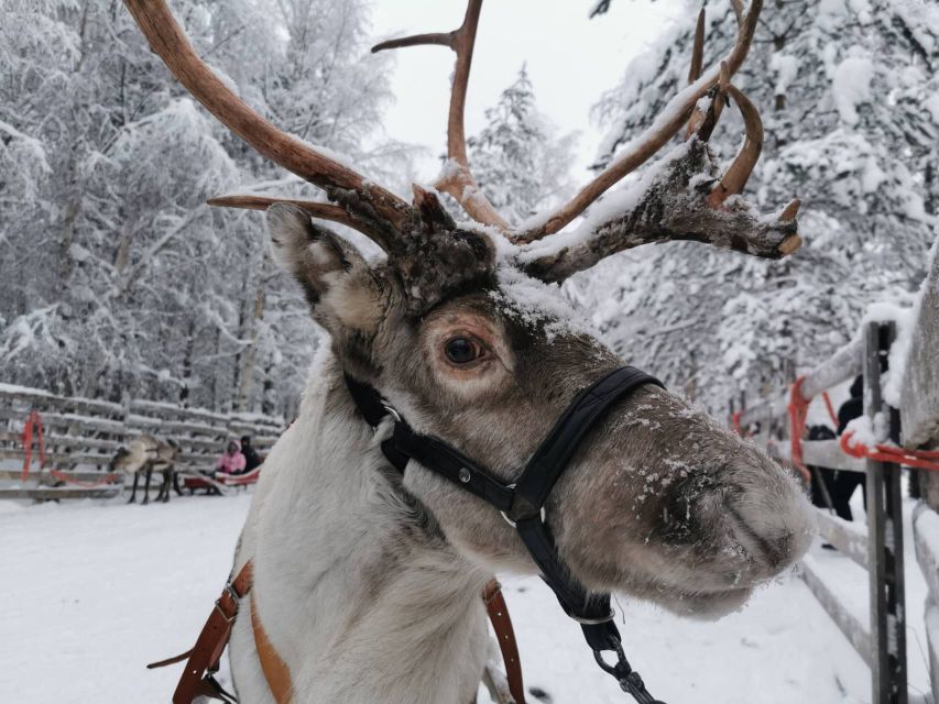 Rovaniemi: Santa's Reindeer and Husky Safari with Aurora BBQ - Key points to know before booking