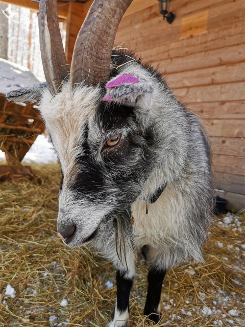 Rovaniemi: Santa's Reindeer and Husky Safari with Aurora BBQ - A full Lapland day split between morning and night