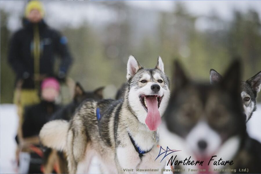 Rovaniemi: Santa's Reindeer and Husky Safari with Aurora BBQ - Reindeer at Santa Claus Village: gentle, brief and tourist-focused