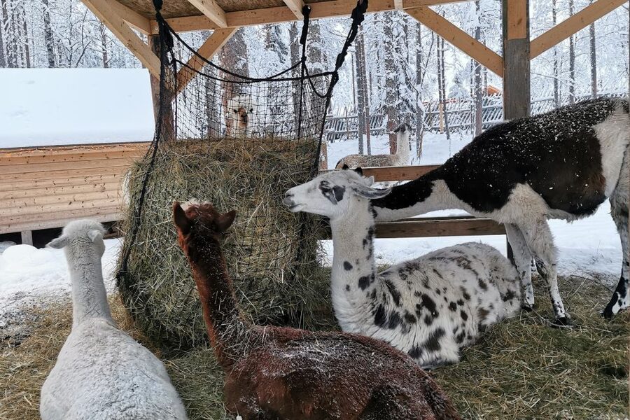 Rovaniemi: Santa's Reindeer and Husky Safari with Aurora BBQ - Your midday choice: hotel rest or Santa Claus Village