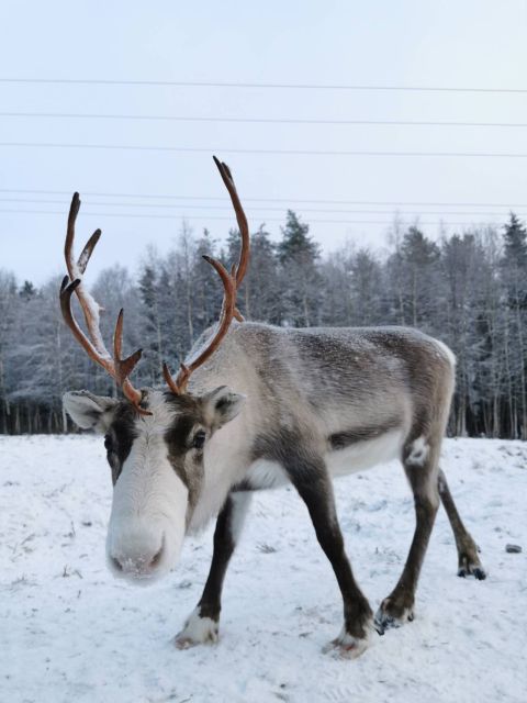 Rovaniemi: Santa's Reindeer and Husky Safari with Aurora BBQ - Berry tea, sausages and a fire inside the kota