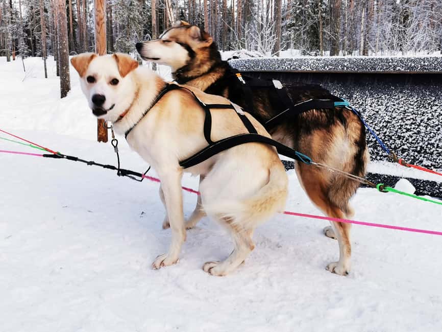 Rovaniemi: Santa's Reindeer and Husky Safari with Aurora BBQ - What $281 buys you