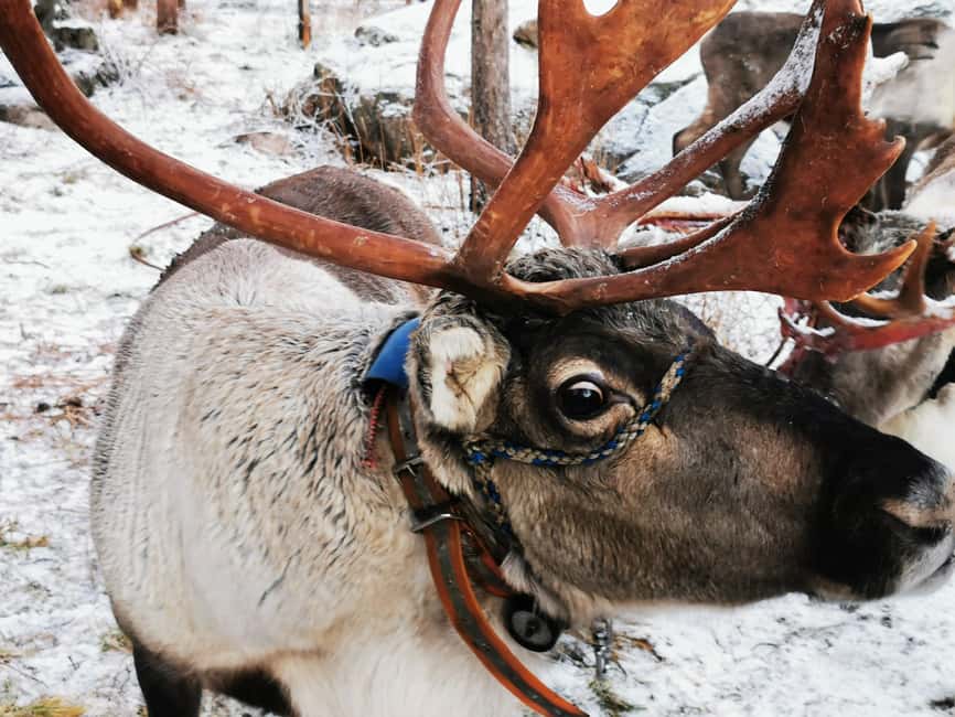 Rovaniemi: Santa's Reindeer and Husky Safari with Aurora BBQ - Husky farm: a fast 500-meter introduction