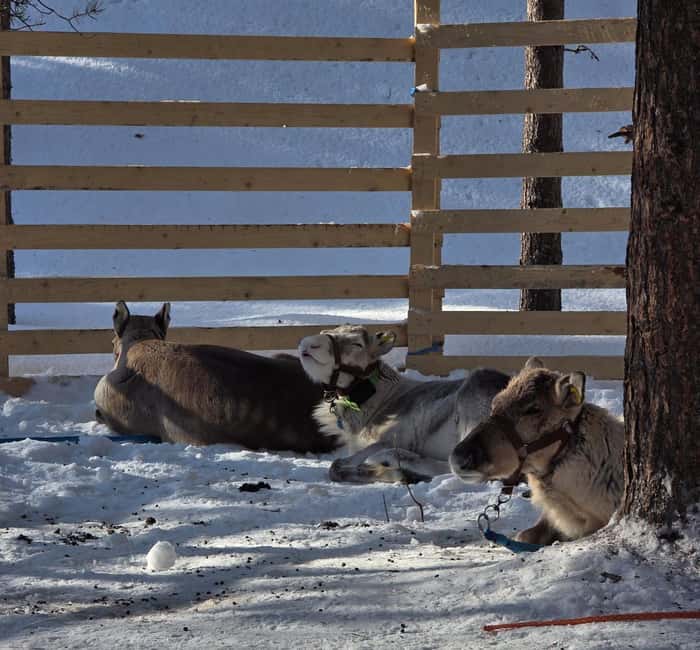 Rovaniemi:Self-drive Husky safari with a Reindeer Farm visit - Meeting the huskies and learning to drive
