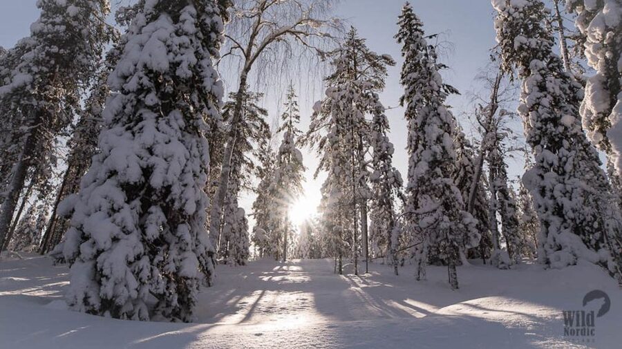 Rovaniemi: Snowmobile Safari into the Arctic Circle Forest - Who will enjoy this safari most?
