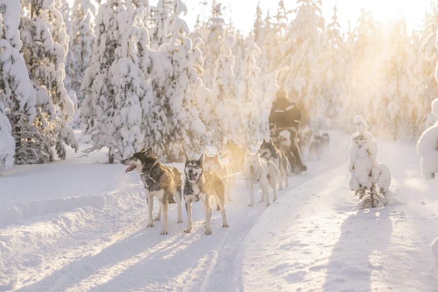 Rovaniemi: Snowmobile Safari, Reindeer & Husky Sleigh Ride - Why this three-part tour works for a short Rovaniemi stay