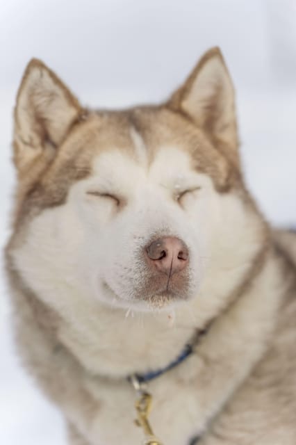 Rovaniemi: Snowmobile Safari, Reindeer & Husky Sleigh Ride - Meeting the huskies before the short sled run