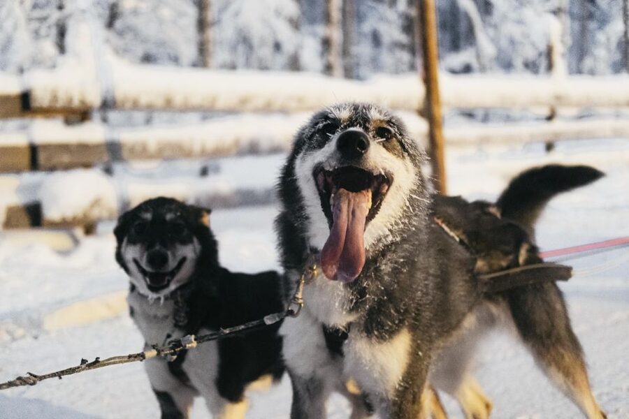 Rovaniemi: Snowmobile Safari, Reindeer & Husky Sleigh Ride - A quiet turn with the reindeer