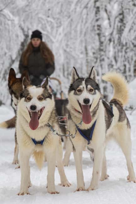 Ruka: 2,5km Family Husky Safari - The dogs are part of the experience, not just the transport