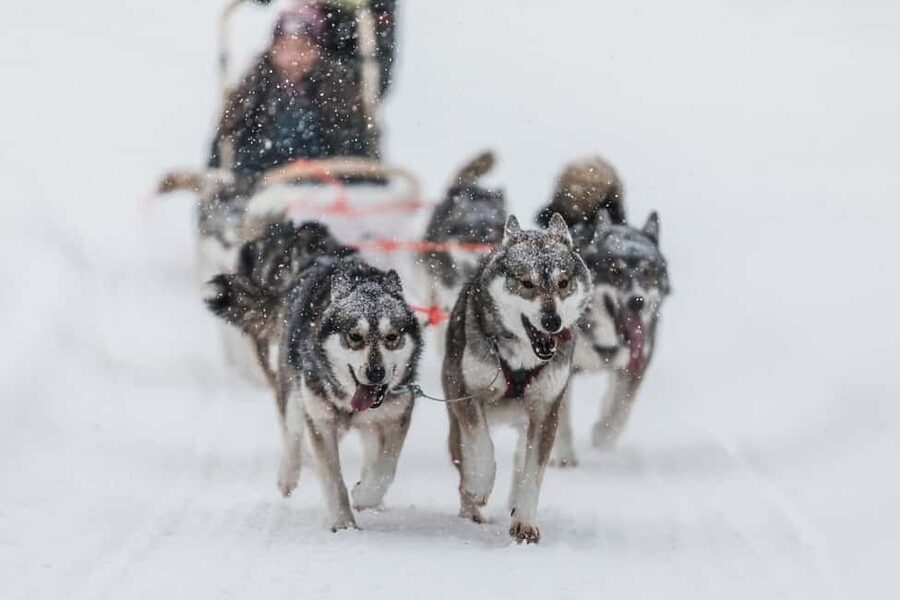 Ruka: 5km Husky Safari with Snacks and Campfire - Learning to control the sled instead of just riding