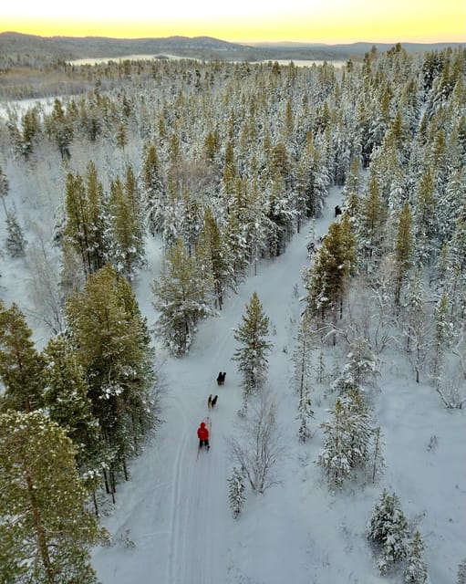 Saariselkä: 10KM Husky Safari with kennel visit - What the Safety Briefing Really Means