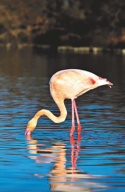 Safari 4x4 in Camargue / VIP Tour 3h30 / Grau du Roi - Should you book the Camargue 4x4 tour?