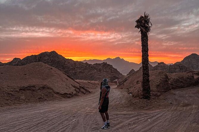 Safari 5 in 1 Quads, Camels, Show, Dinner & Star Gazing in Sharm El Sheikh - Bedouin barbecue, buffet dinner, and evening show