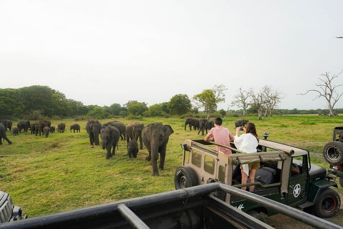 Safari Adventure in Minneriya national Park Sri Lanka - Who should book this safari