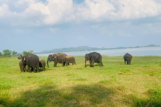 Safari Adventure in Minneriya national Park Sri Lanka - The 6:00 am start and the ride into the park