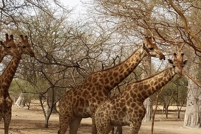 safari at the bandia reserve - The Ride From Dakar or Saly