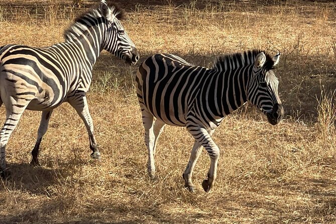 safari at the bandia reserve - Is $279.18 Good Value?