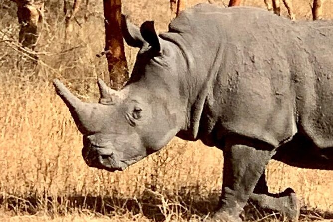 safari at the bandia reserve - How to Prepare for a Smoother Day