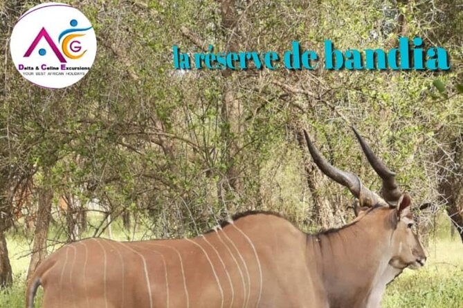 safari at the bandia reserve - Baobabs, Thorn Bushes, and Lianas